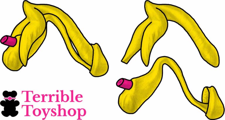Diagram of the erectile structures in a penis.
